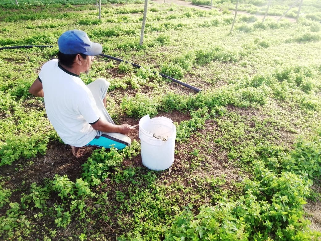 Sequía deja sin cultivos a los campesinos de Yucatán ante la falta de lluvias