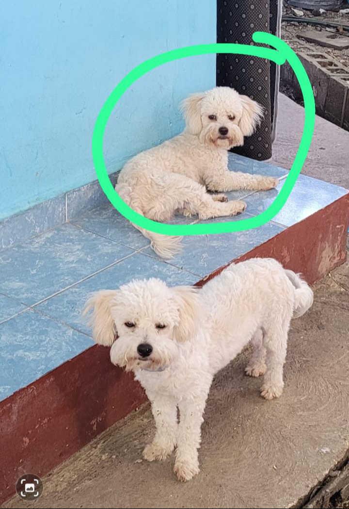 Delincuentes en Escárcega ahora roban mascotas: desaparece perrito en el centro   