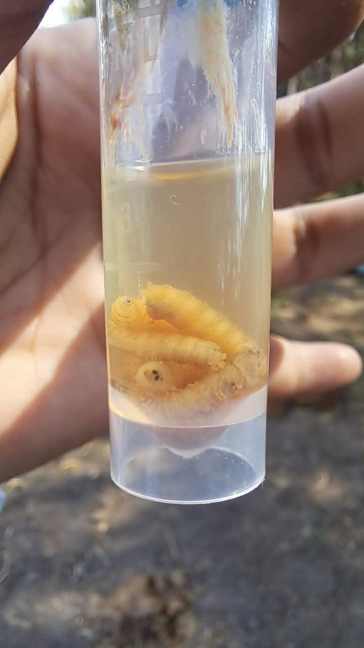 Así puedes identificar al gusano barrenador, amenaza del ganado Así puedes identificar al gusano barrenador, amenaza del ganado