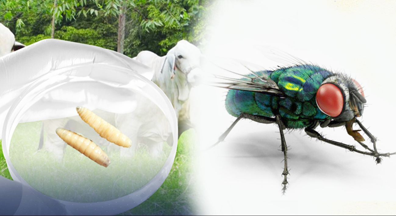 Ganaderos y dueños de mascotas: así luce la peligrosa mosca del gusano barrenador