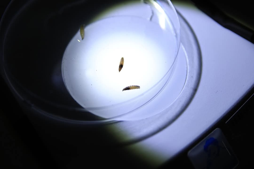 Reunión interestatal busca frenar brote de miasis en ganado del sureste mexicano Reunión interestatal busca frenar brote de miasis en ganado del sureste mexicano
