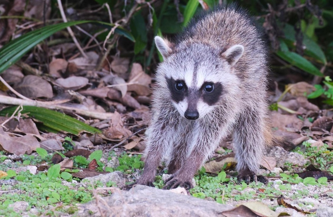 Calor extremo en Campeche incrementa aparición de animales silvestres en zonas urbanas   