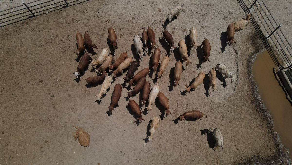 Cierre de frontera por gusano barrenador deja varado a ganado en Chihuahua: pérdidas superan los 195 mdp