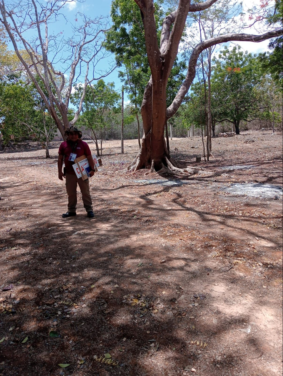 Se investiga ecocidio en Puuc: más de 20 especies afectadas y posibles complicidades