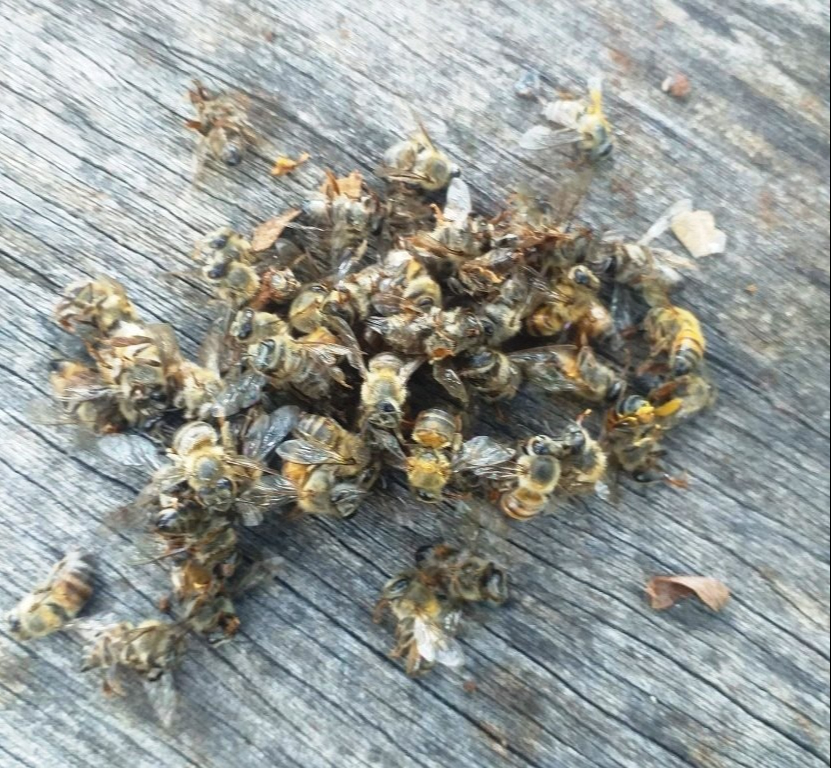 Alerta por pesticidas cerca de apiarios: rechazan miel mexicana en el extranjero Alerta por pesticidas cerca de apiarios: rechazan miel mexicana en el extranjero