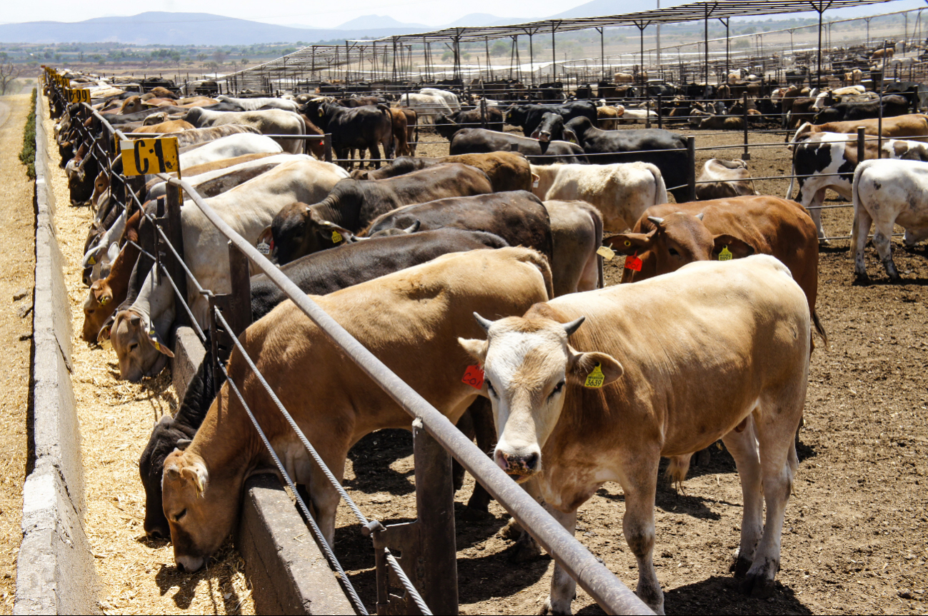 Autoridades estatales y el sector pecuario deben reforzar las medidas de control contra la infección