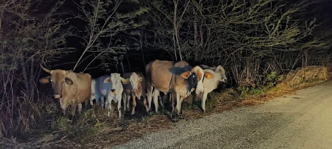 Animales sueltos deambularon por la carretera Centenario en Escárcega.