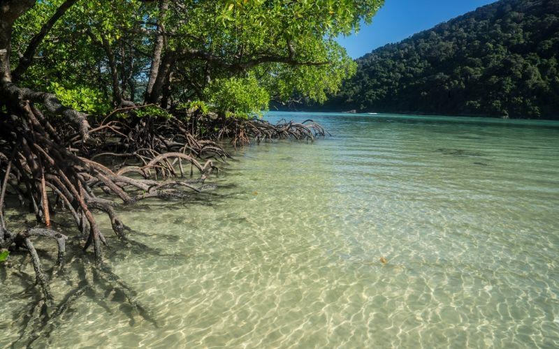 Campeche suma esfuerzos internacionales para proteger más de 200 mil hectáreas de manglar