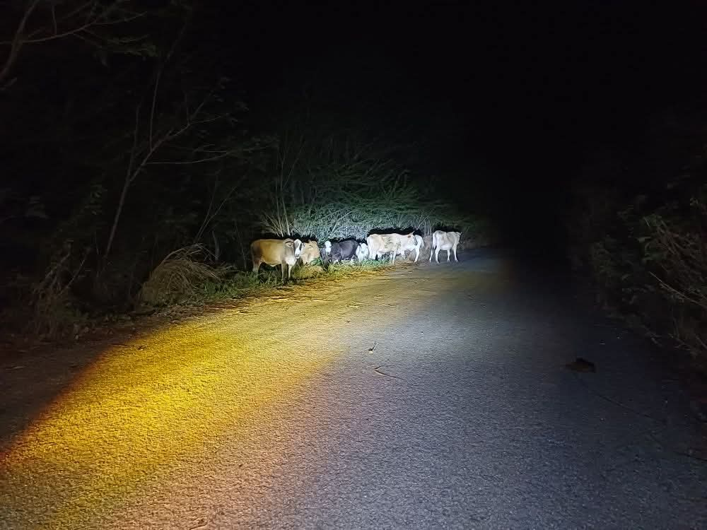 Conductores y peatones estuvieron en riesgo de sufrir accidentes graves. Conductores y peatones estuvieron en riesgo de sufrir accidentes graves.