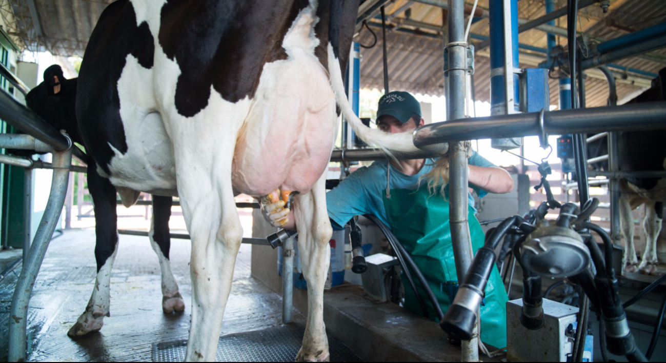 Garantizada la calidad de la leche en Campeche pese a gusano barrenador