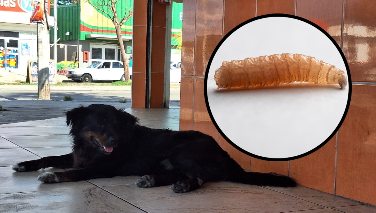   Gusano barrenador en Yucatán: Así se puede saber si un perro está infectado  