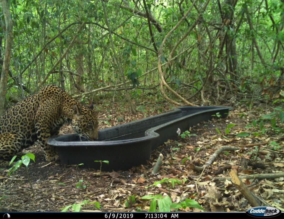 Cámaras trampa revelan secretos de la selva maya: jaguares, comadrejas y águilas elegantes