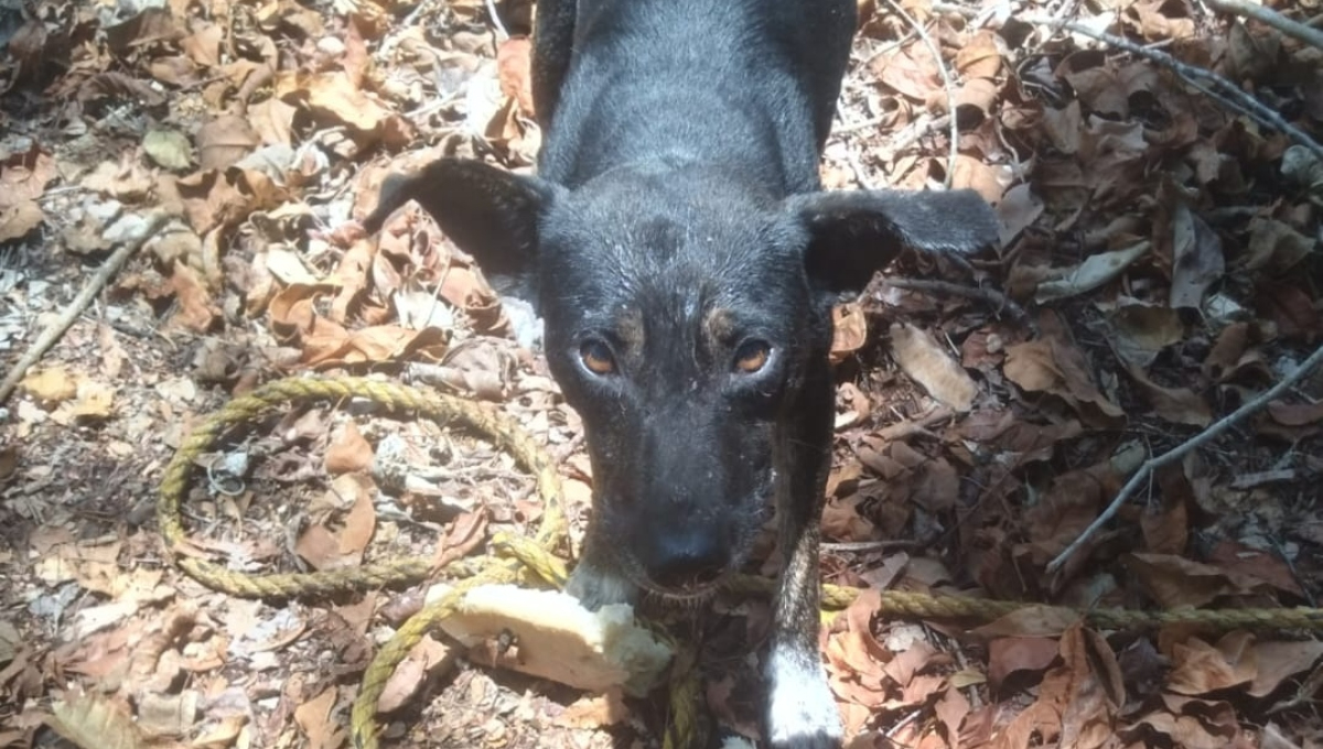 Agentes de la Policía Municipal salvan a lomitos en las comisarías de Rancho Grande y Dzonot Aké Agentes de la Policía Municipal salvan a lomitos en las comisarías de Rancho Grande y Dzonot Aké