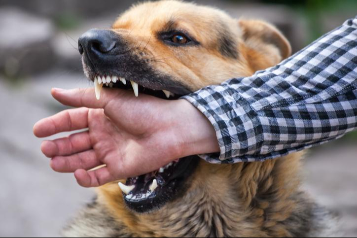 Alerta en Campeche por aumento de mordeduras de perro