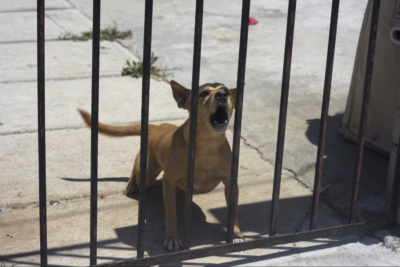 Julie Rodríguez dijo que el modus operandi de las personas es lanzar veneno donde habitan las mascotas.