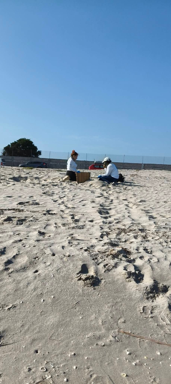Se reforzará la vigilancia nocturna para proteger a las tortugas marinas Se reforzará la vigilancia nocturna para proteger a las tortugas marinas