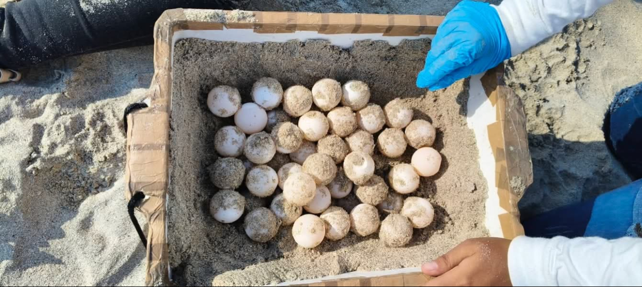 Tortuga carey desovó en Playa Norte, siendo la segunda anidación de la temporada 2025