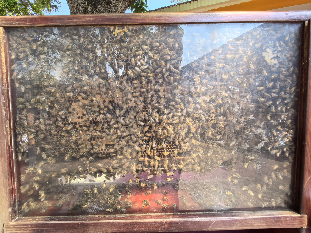 Sequía y agroquímicos amenazan a las abejas y la producción de miel en Campeche  