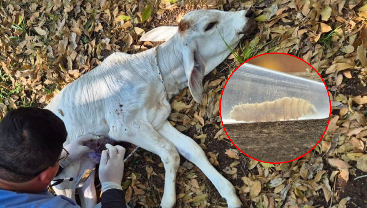 Campeche restringe traslado de ganado ante brote de gusano barrenador