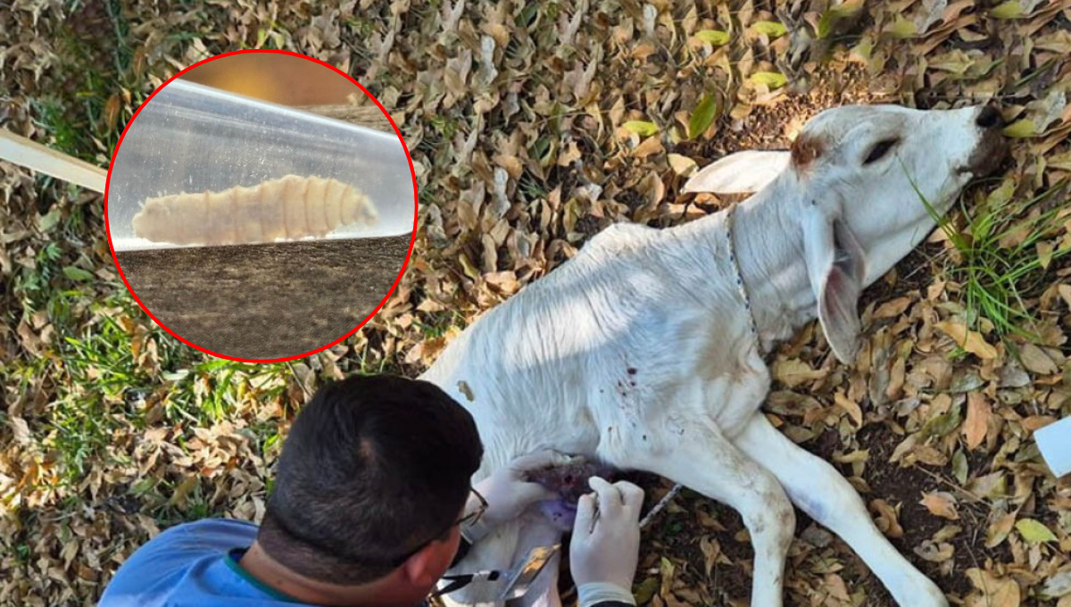 Erradicar el gusano barrenador podría tardar años, alertan ganaderos de Carmen