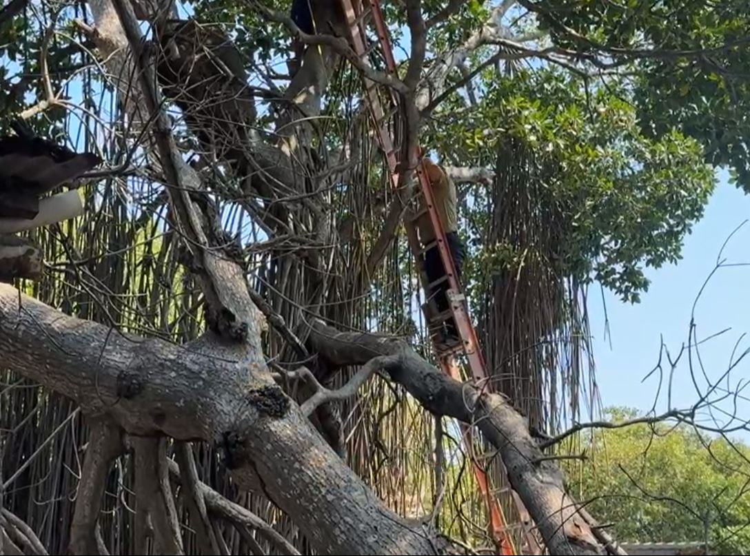 En un intento por evitar ser anexada, una mujer subió a un árbol de mangle en Ciudad del Carmen En un intento por evitar ser anexada, una mujer subió a un árbol de mangle en Ciudad del Carmen