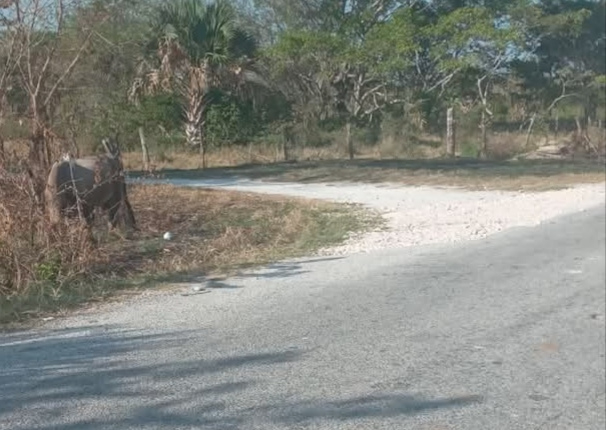 Ganaderos llamados a reforzar cercados tras accidente mortal en carretera Ganaderos llamados a reforzar cercados tras accidente mortal en carretera