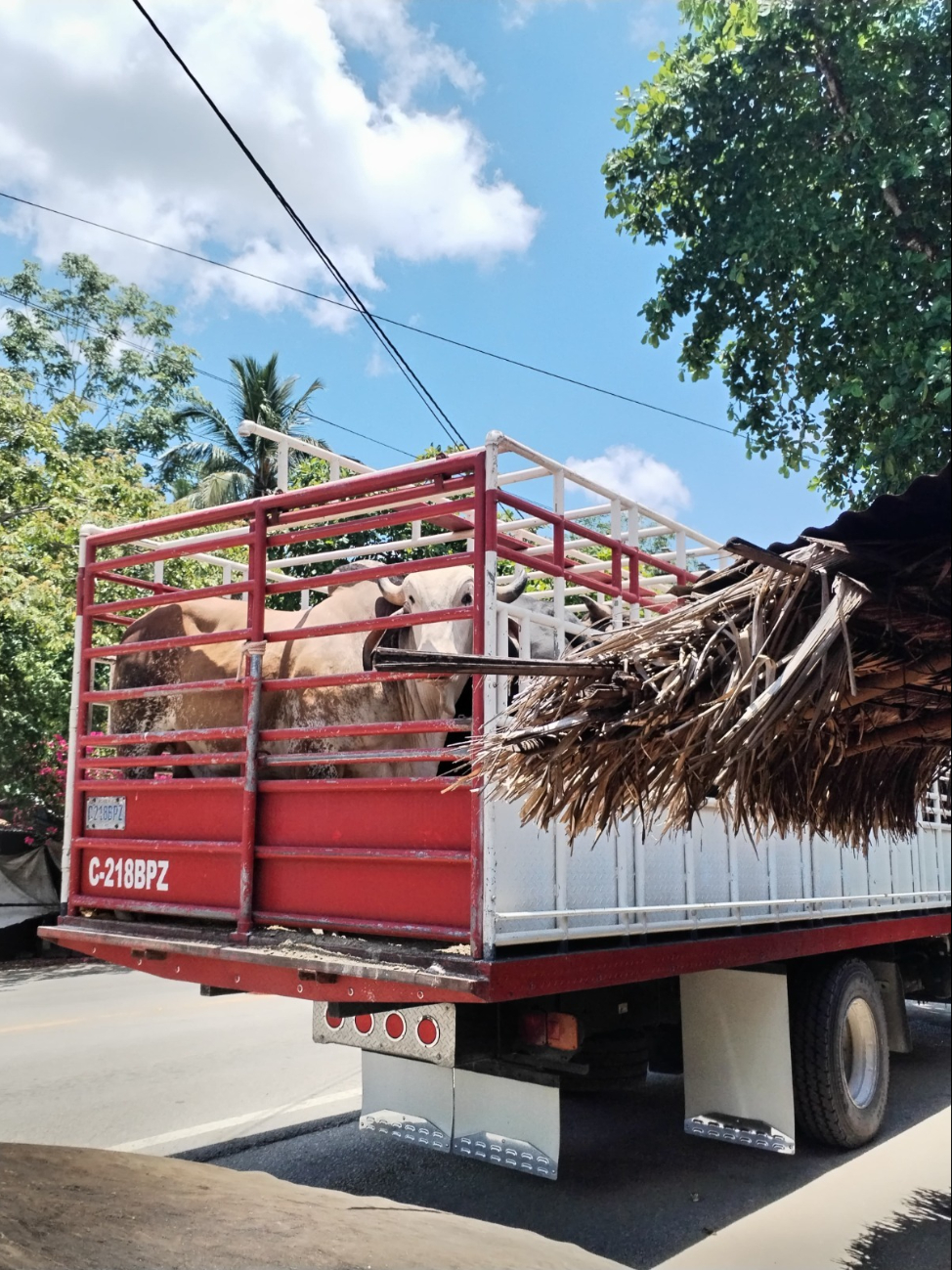 Gusano barrenador: Quedan exceptuados los traslados hacia corrales de engorda autorizados Gusano barrenador: Quedan exceptuados los traslados hacia corrales de engorda autorizados