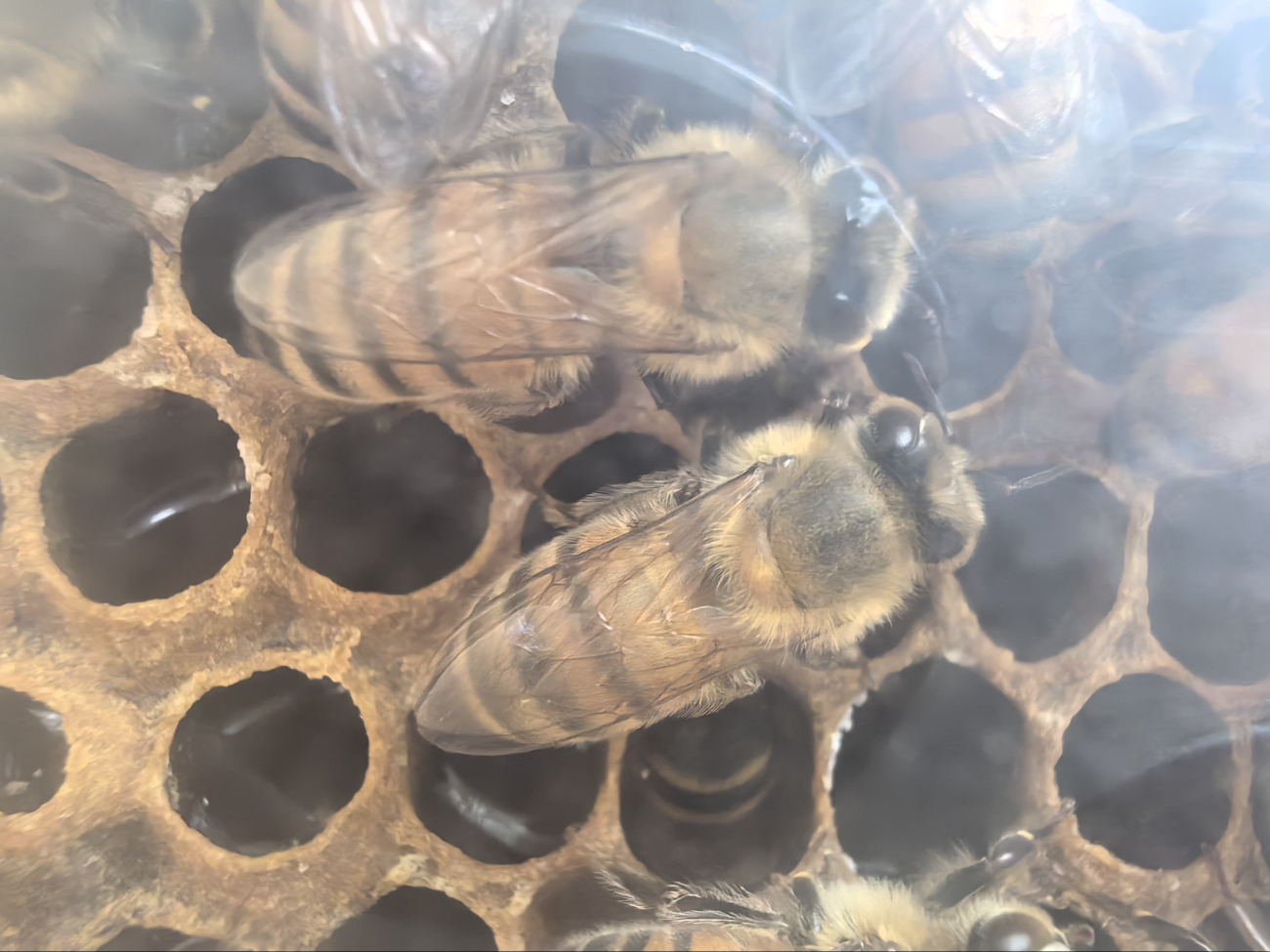 La "flor seca" impide la producción de néctar, afectando el rendimiento de las colmenas. La "flor seca" impide la producción de néctar, afectando el rendimiento de las colmenas.