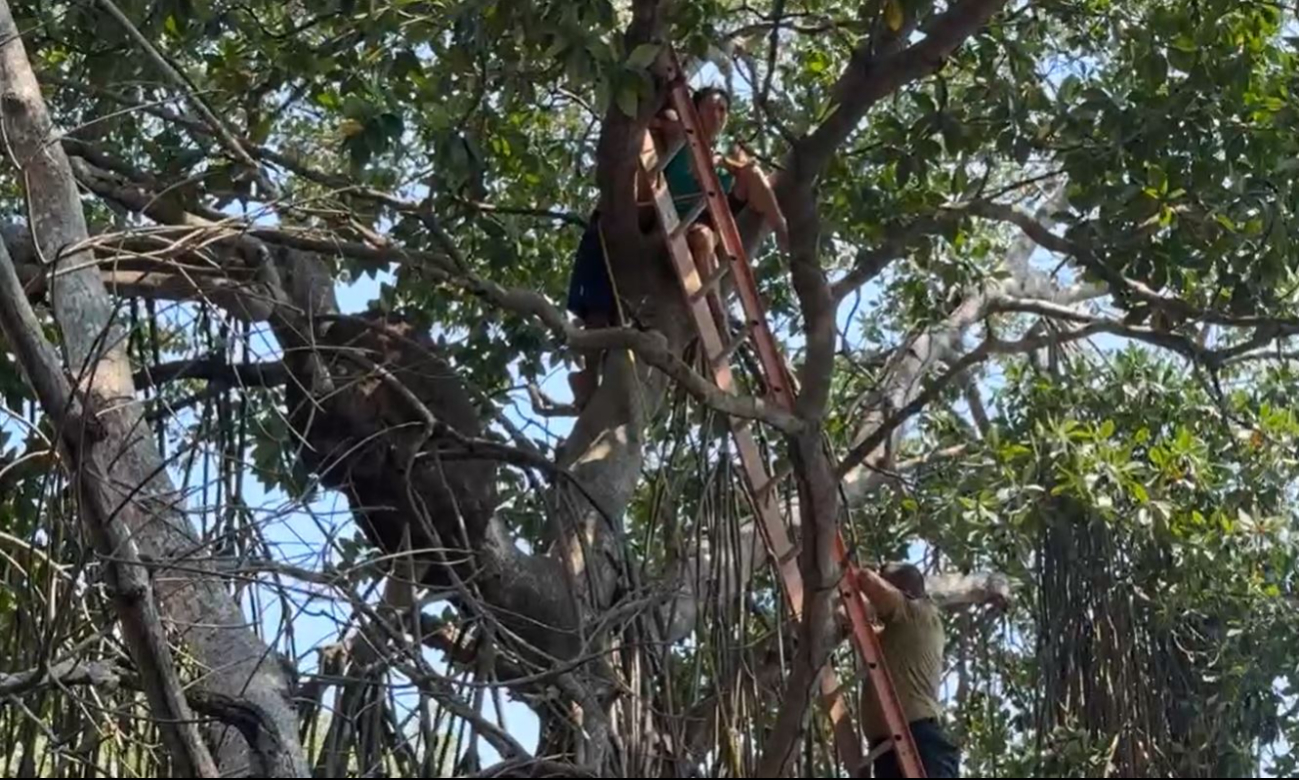 En Carmen, una mujer se subió a un árbol de mangle para evitar ser anexada
