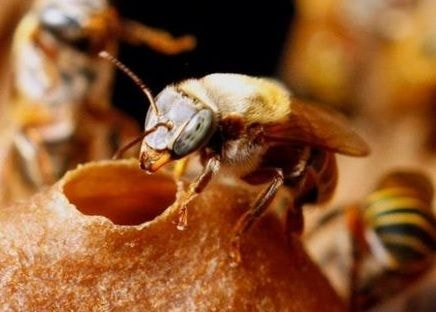 Proteger a la melipona es proteger el equilibrio ecológico y la herencia maya. Proteger a la melipona es proteger el equilibrio ecológico y la herencia maya.