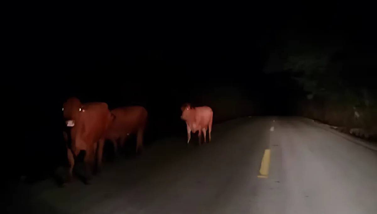 Tragedia en Sabancuy: joven muere tras chocar contra un caballo Tragedia en Sabancuy: joven muere tras chocar contra un caballo