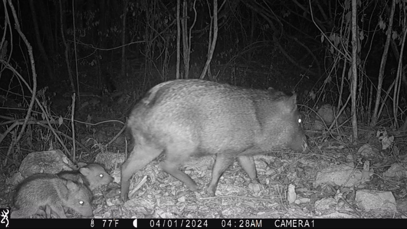  Captan a murciélago vampiro siguiendo a una familia de pecaríes en la selva de Yucatán     