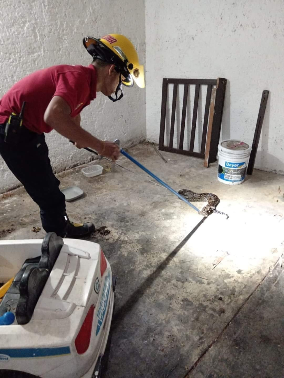 Ya van cinco ataques a humanos en Campeche Ya van cinco ataques a humanos en Campeche