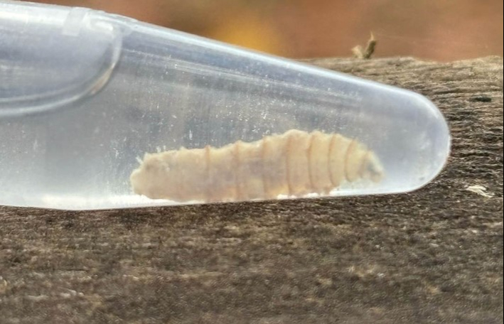 Campeche lidera Península con más casos de gusano barrenador