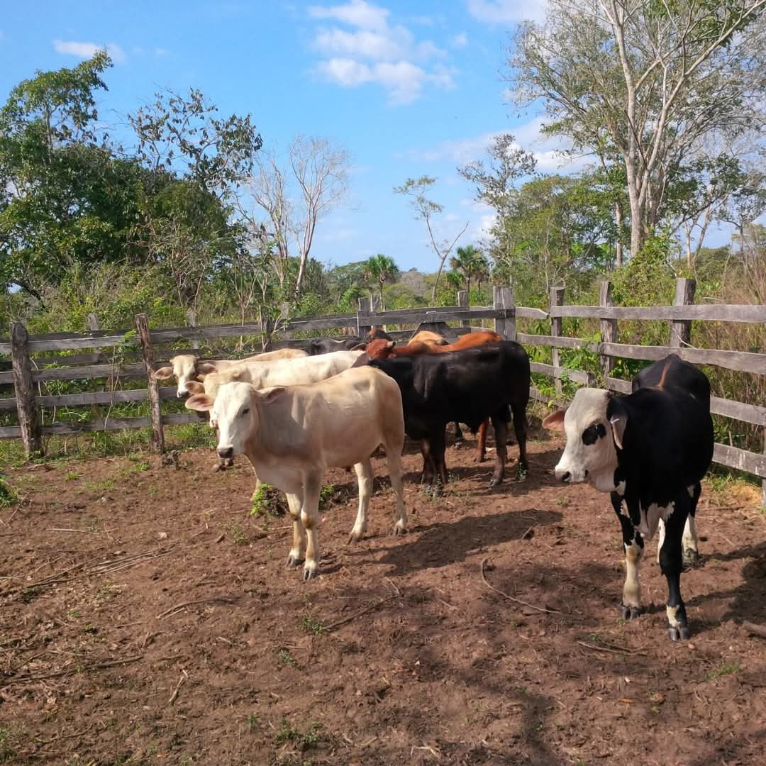“Nos cerraron tarde el paso”, ganaderos de Campeche exigen acciones urgentes ante brote de Gusano Barrenador