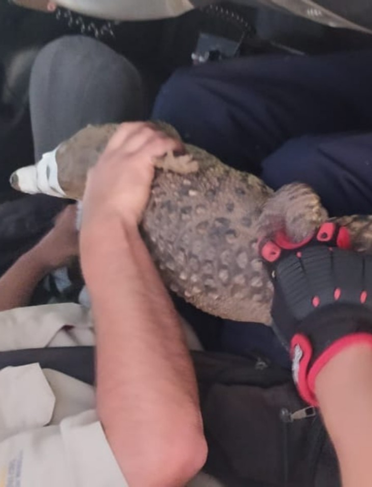 Los animalitos son devueltos a su hábitat, previo análisis de salud. Los animalitos son devueltos a su hábitat, previo análisis de salud.
