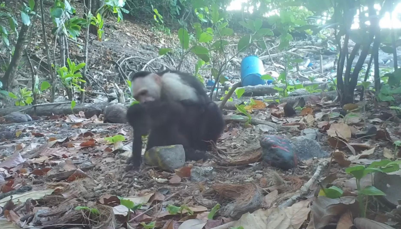 Ninguna de las 80 cámaras colocadas en la selva logró captar las abducciones, por lo que se presume que estas ocurrieron en los árboles Ninguna de las 80 cámaras colocadas en la selva logró captar las abducciones, por lo que se presume que estas ocurrieron en los árboles