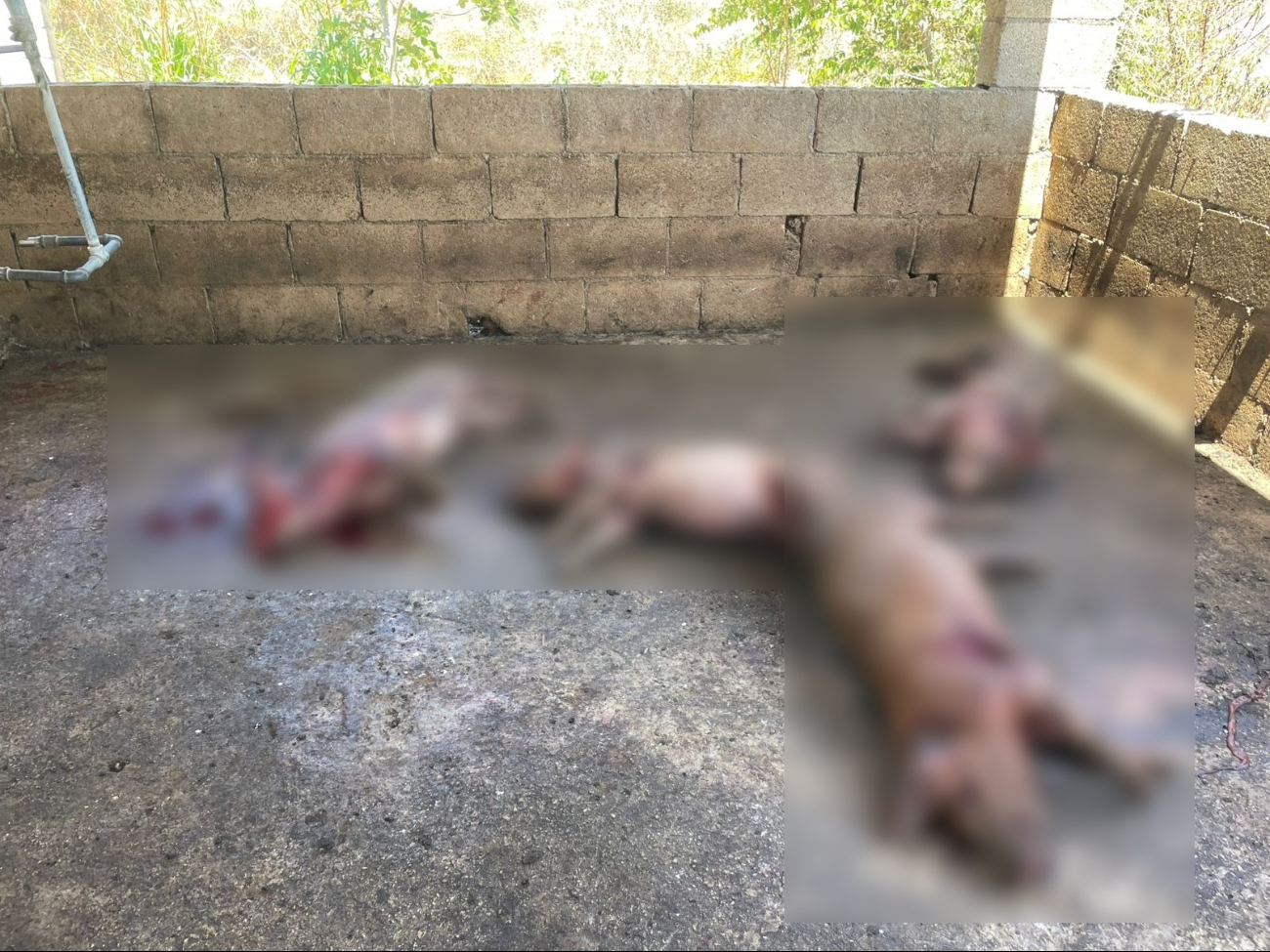 A los cerditos los mutilaron, les quitaron los ojos e intentaron sacar el corazón A los cerditos los mutilaron, les quitaron los ojos e intentaron sacar el corazón