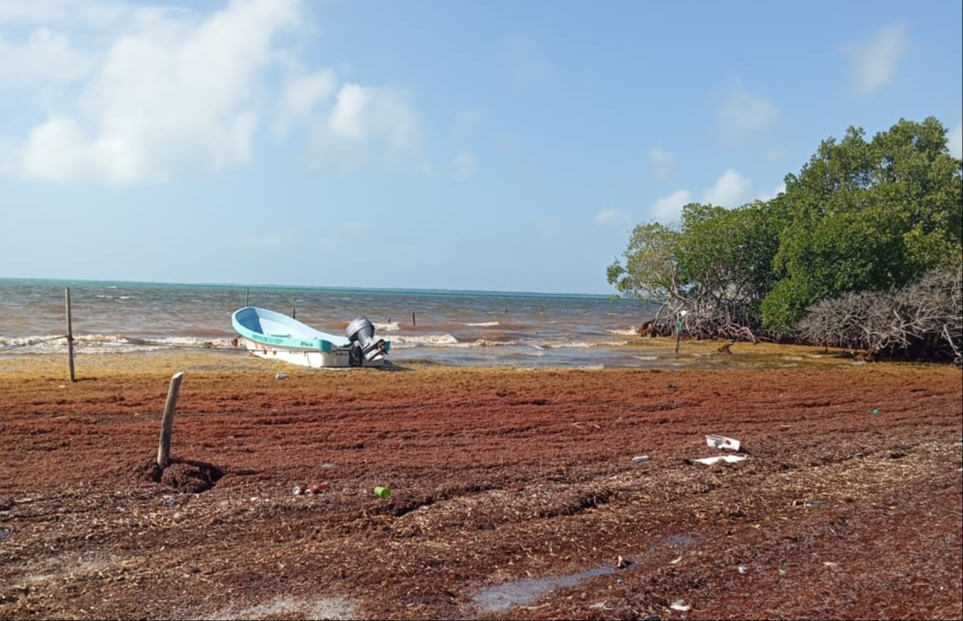 Sargazo afecta a lancheros de Isla de María Elena en Felipe Carrillo Puerto 