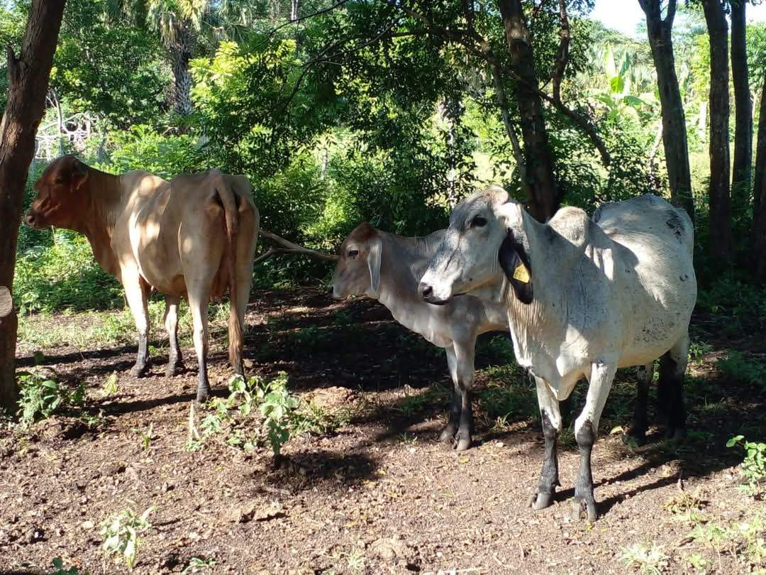 En el municipio Lázaro Cárdenas, la vigilancia de los animales es constante, pese a la ausencia de la plaga y las limitaciones En el municipio Lázaro Cárdenas, la vigilancia de los animales es constante, pese a la ausencia de la plaga y las limitaciones