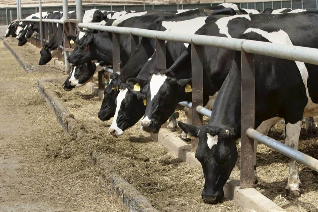 Economía de productores de Quintana Roo afectada ante restricciones del ganado por el  gusano barrenador  
