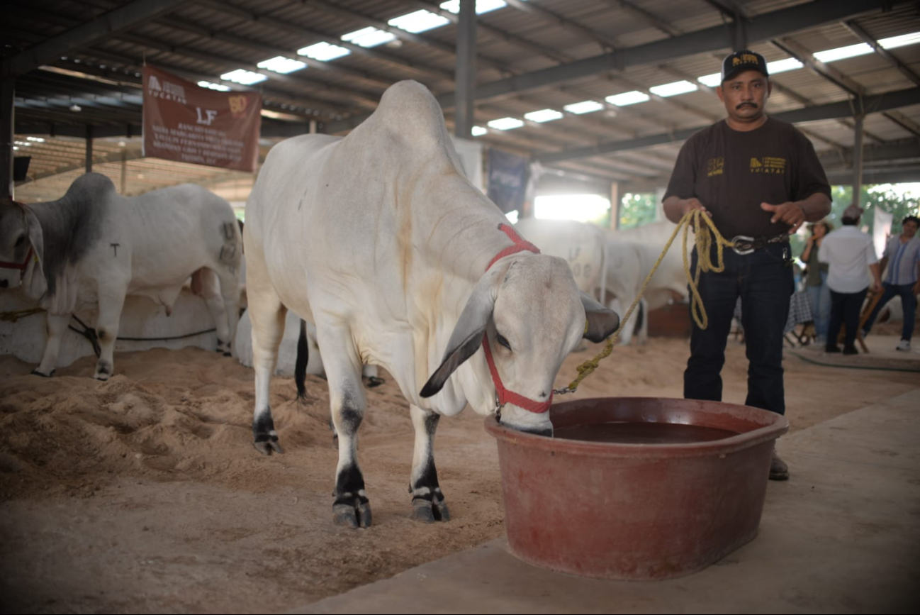 La restricción para trasladar animales por el gusano barrenador pone en jaque al mercado pecuario