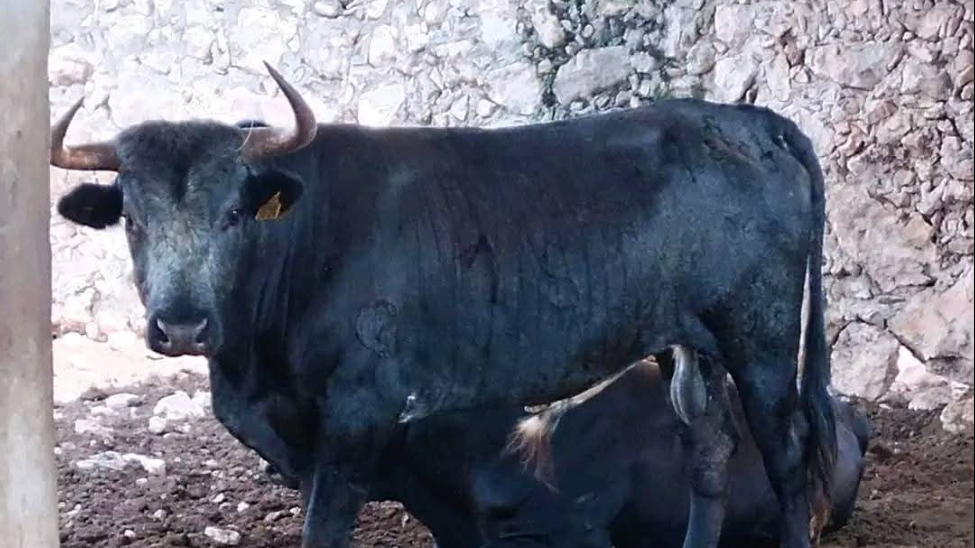  Toro embiste al juez de plaza de la corrida de las fiestas de Tixkokob