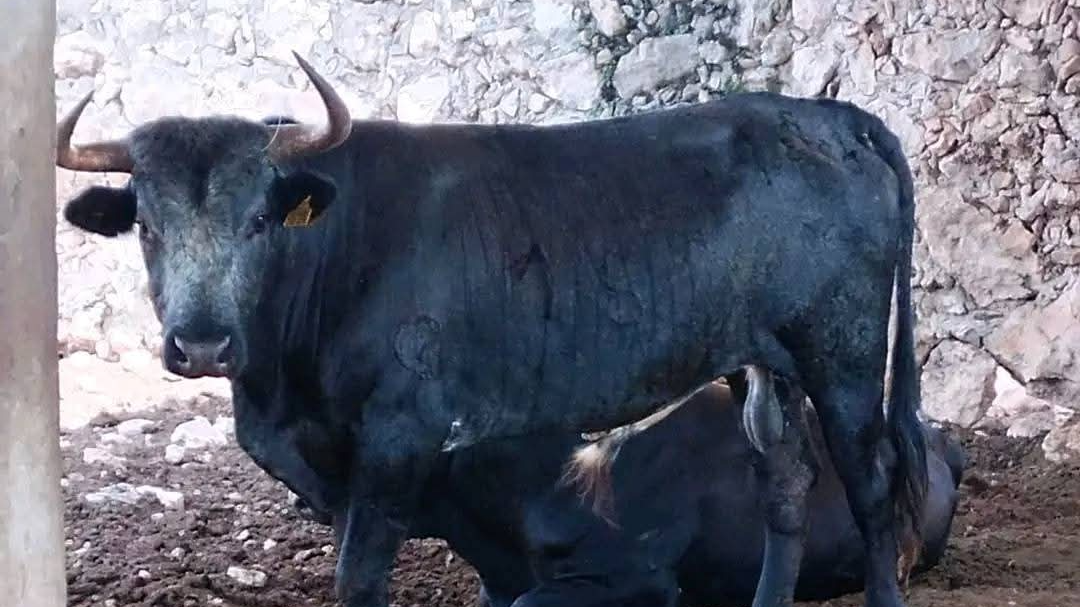Toro embiste al juez de plaza de la corrida de las fiestas de Tixkokob Toro embiste al juez de plaza de la corrida de las fiestas de Tixkokob