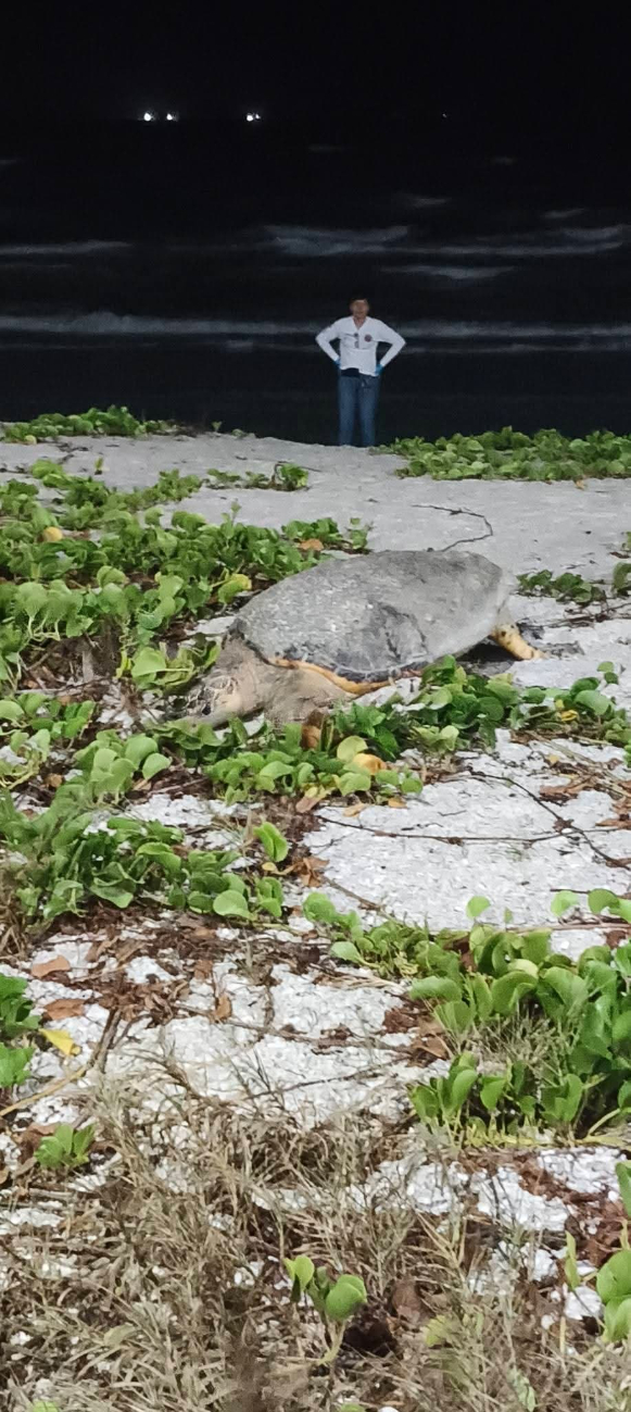 Tortuga carey anida en Playa Norte y deja 113 huevos bajo resguardo ambiental Tortuga carey anida en Playa Norte y deja 113 huevos bajo resguardo ambiental