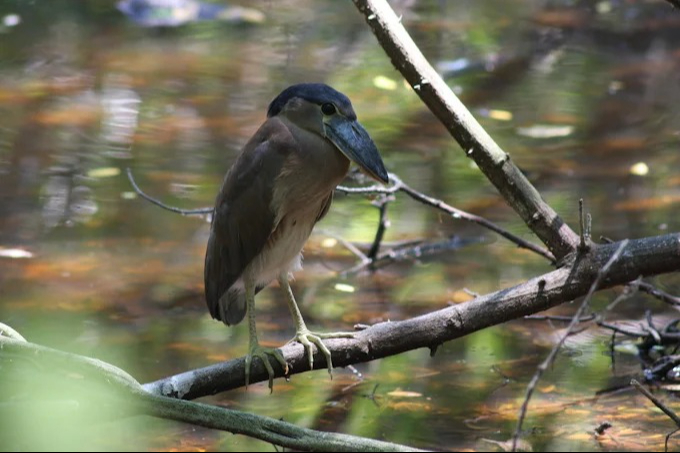 Aves, reptiles, mamíferos, entre otras han tenido que ir en busca de agua Aves, reptiles, mamíferos, entre otras han tenido que ir en busca de agua