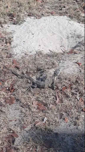 Calentamiento global provoca muerte de fauna silvestre en Campeche Calentamiento global provoca muerte de fauna silvestre en Campeche
