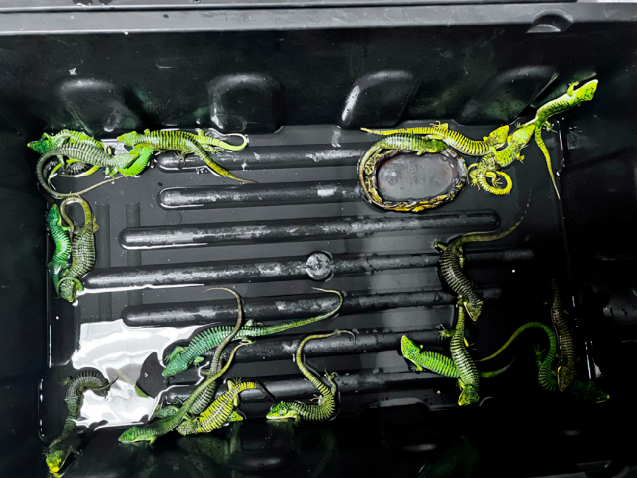 Hombre que pretendía viajar con 299 reptiles es detenido en el Aeropuerto Internacional de la Ciudad de México 