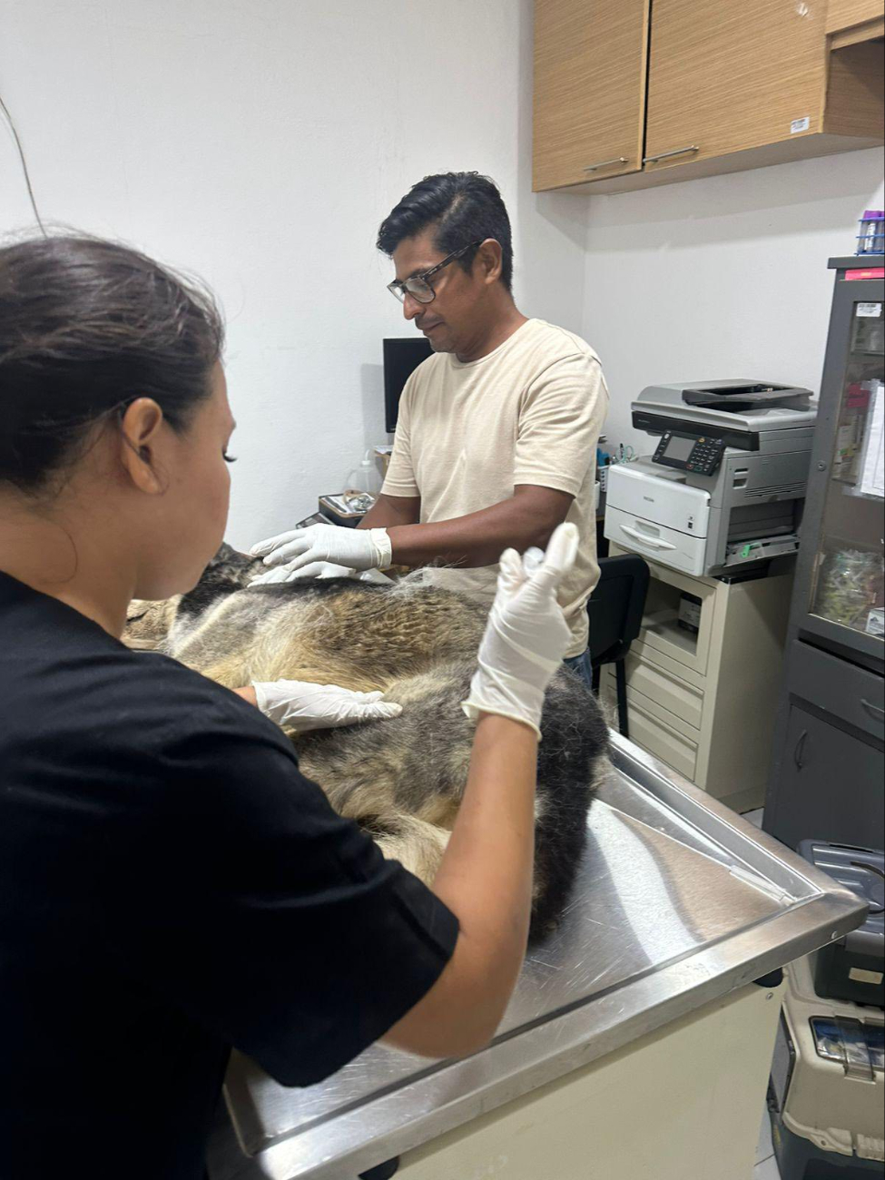 Horas después de su rescate, se confirmó que el husky perdió la vida por cuestiones de salud derivadas al presunto abandono Horas después de su rescate, se confirmó que el husky perdió la vida por cuestiones de salud derivadas al presunto abandono