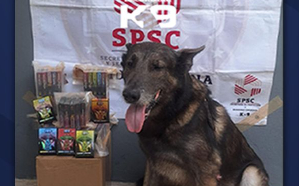 Perro policía Danco detecta sustancias ilícitas en paquetería de Campeche